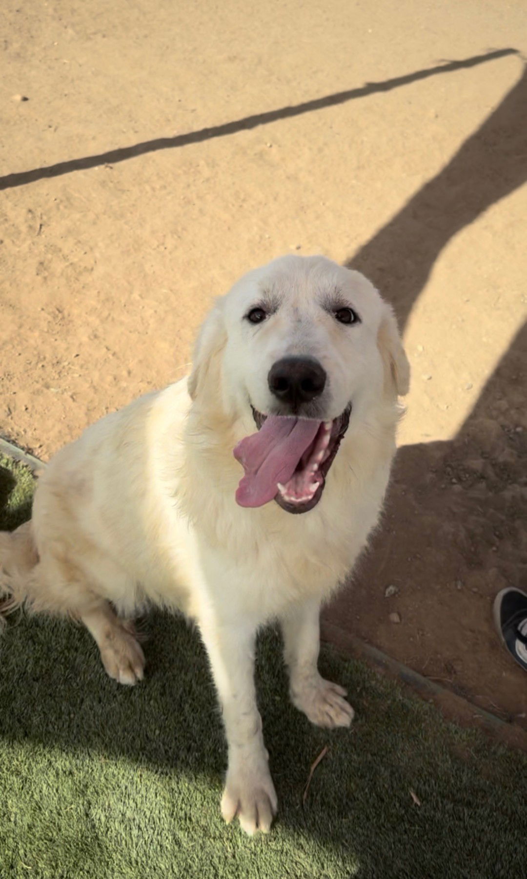 Great Pyrenees Rescue Montana – Great Pyrenees Rescue, Montana