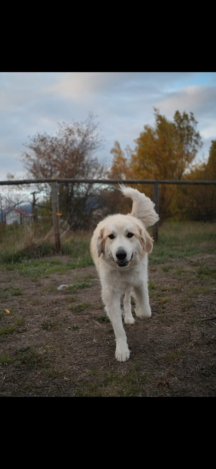 Great Pyrenees Rescue Montana – Great Pyrenees Rescue, Montana