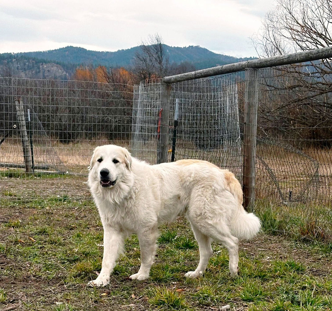 Great Pyrenees Rescue Montana – Great Pyrenees Rescue, Montana