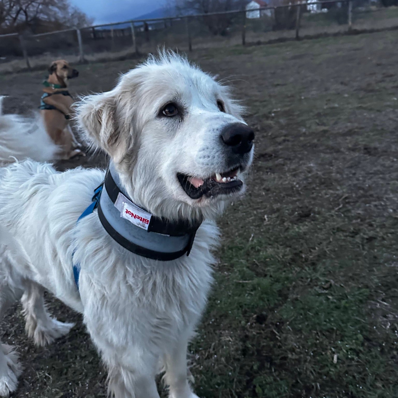 White dog with a collar standing on grass with another dog in the background.