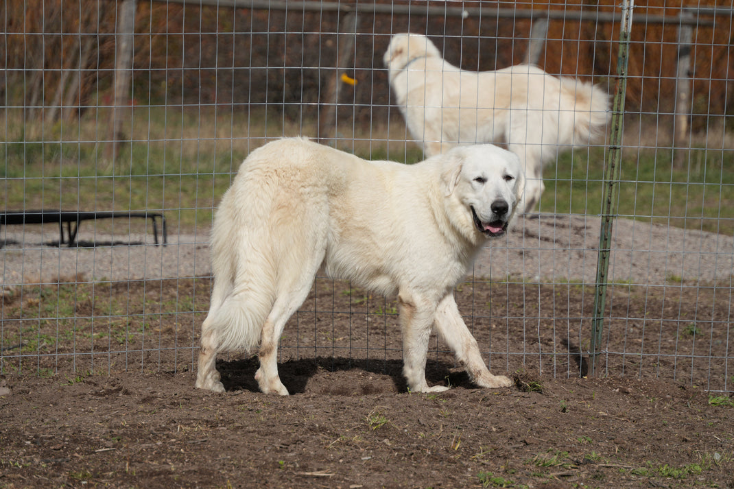 Great Pyrenees Rescue Montana – Great Pyrenees Rescue, Montana
