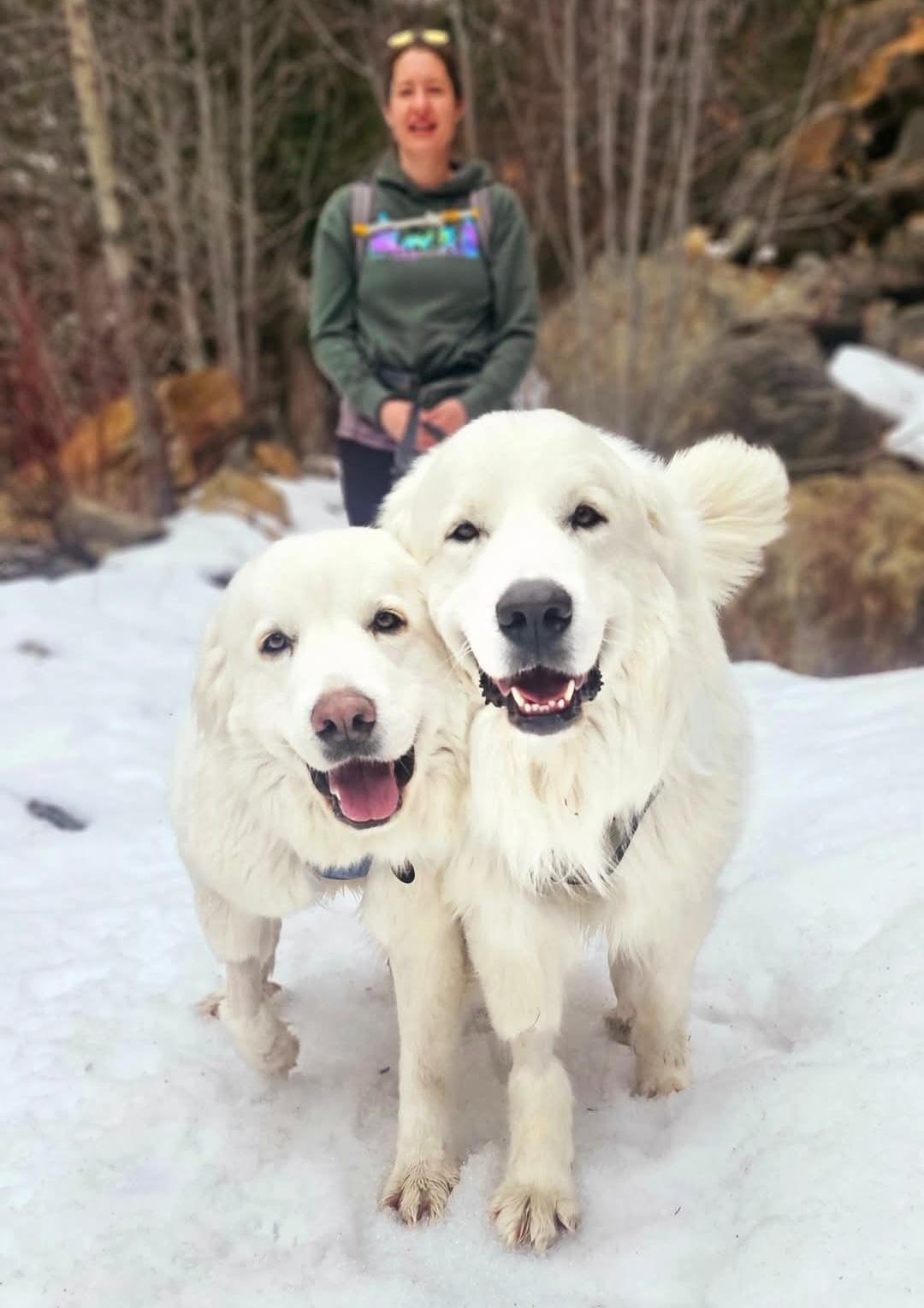 Great Pyrenees Rescue Montana – Great Pyrenees Rescue, Montana